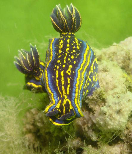 Hypselodoris cantabrica